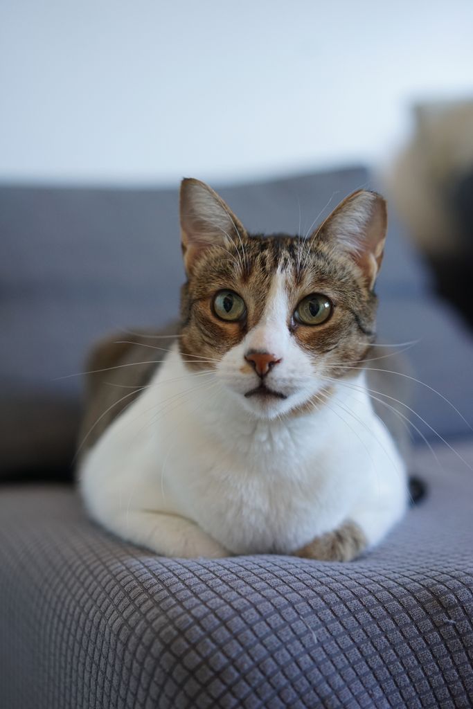 A close-up of a domestic cat with green eyes and a white chest lounging on a sofa in Lisbon.