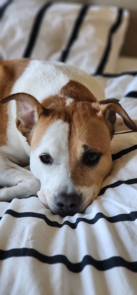Cute bull terrier dog lying down on a striped bed sheet indoors.