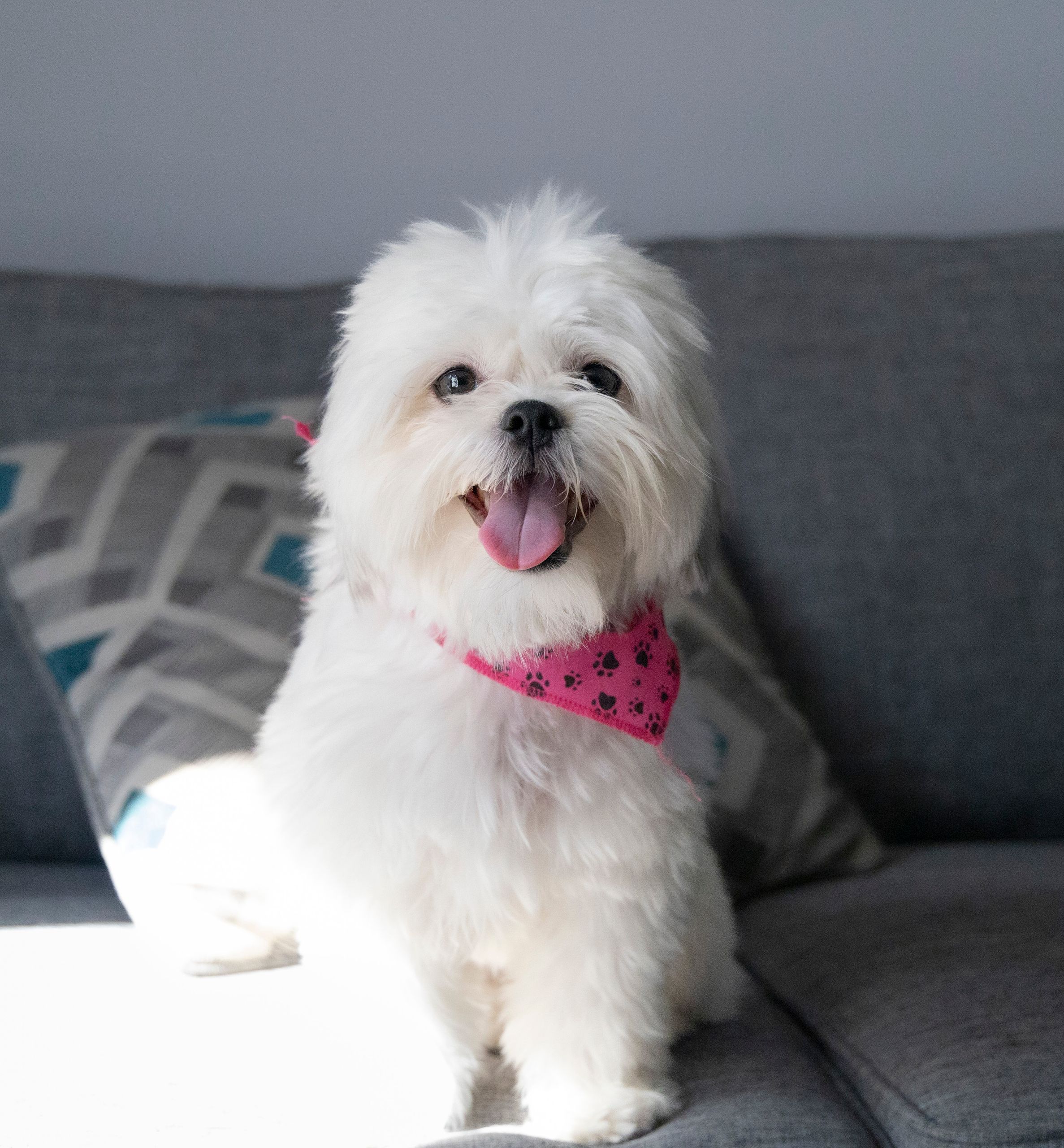 Cute white Shih Tzu puppy sitting on a sofa indoors with a pink bandana, looking playful and happy.